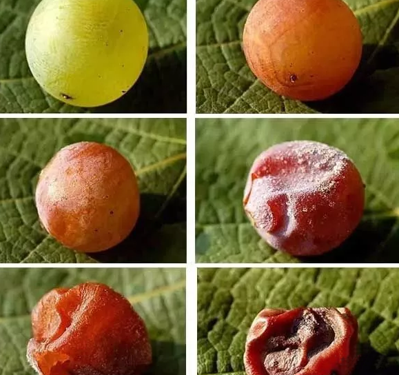 Ϊʲôôڶˣ